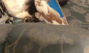 Dove Bows Down to Kitty Cat