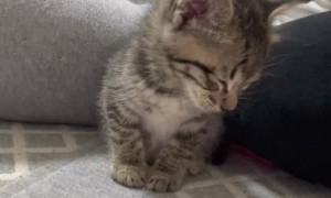 Tired Kitty Can't Keep Its Eyes Open