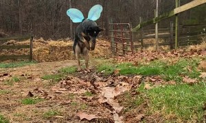 Doggy Wearing Wings Plays With Water