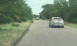 Baby Elephant Forces Car to Back Away