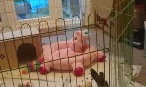 Rabbit Tires to Fly Over Fence