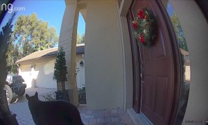 Doorbell Camera Shows Mama Bear and Cub Trying to Enter Home