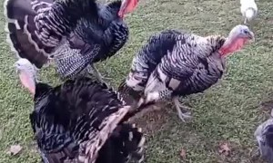 Guy Feeds Backyard Rescue Squirrel Peanuts