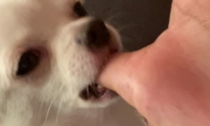 Puppy Like to Suck on Thumb Before Bed