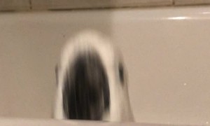 Umbrella Cockatoo Jumping in Tub