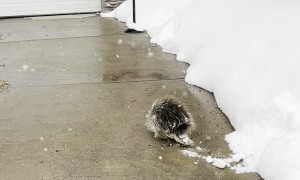 Cute Encounter with Porcupine Pal