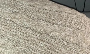 Pet Pig Found in Sweater