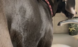 Great Dane Puppy Hops in Bathtub with Owner