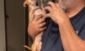 Dog at Dinner Party Copies Guy at Play