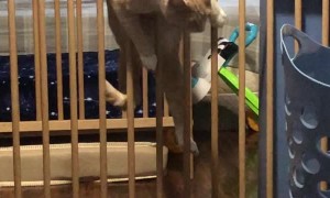 Cat Struggles to Get Over Barrier