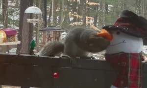 Hungry Squirrel Tries to Snack on Snowman's Nose