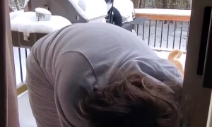 Dog Demands To Play Outside