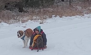 Not That Kind of Dog Sledding