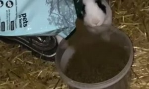 Bunny Goes for the Bag