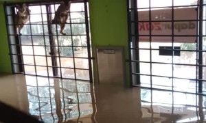 Rescuing Cats From Flooded Mosque