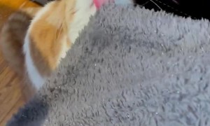 Cat Loves to Lick Blanket