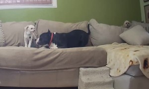 Bulldog Little Brother Pesters Older Dog to Play