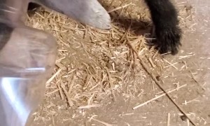 Goat's Head Freed from Food Container