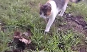 Cat Leads Owner to Pile of Cold Baby Squirrels