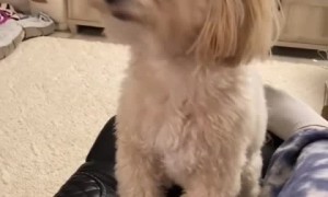 Frisky dog plays game of hide-and-seek with owner