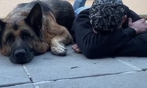 Owner Covering Eyes Synchronizes Movement with Dog