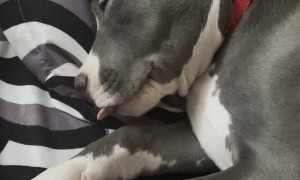 Puppy Drifts Off to Dreamland