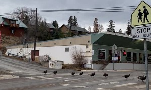 Rafter of Turkeys Use Crosswalk in Eureka, Montana
