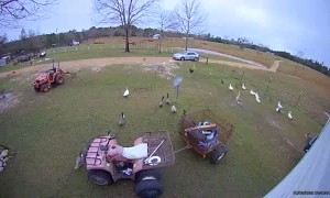 Huge Flock of Fowl Protects Property