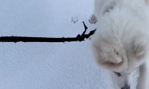 Happy pup excitedly jumps in the snow 