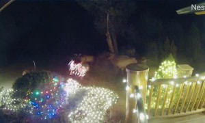 Deer Gets Tangled in Christmas Cheer