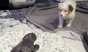 Oliver the Puppy Aussie Pounces on Toy