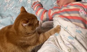 Kitty Massages Sleepy Child