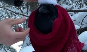 Raven Dresses as Santa