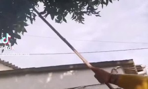 Confronting Neighbor Stealing from Tangerine Tree