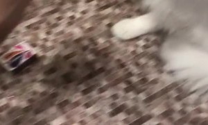 Kitty Ready to Throw Hands