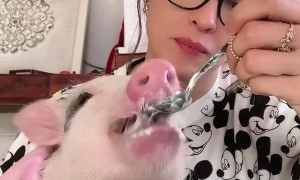 Pet Pig Happily Feeds on Yogurt