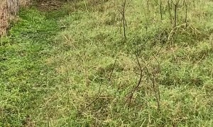 Man Saves Deer Stuck in Fence
