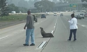 Sea Lion Gets Escorted Across San Diego Freeway