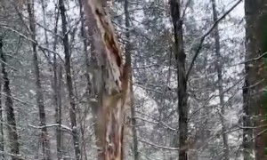 Person Pushes Tree, Tree Pushes Back