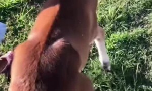 Returning a Lost Pony to its Mother