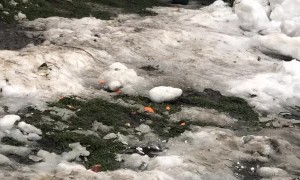 Man Trying to Shoo Bird Away Gets Attacked