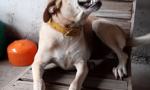 Dog Only Smiles When Asked for the Seat