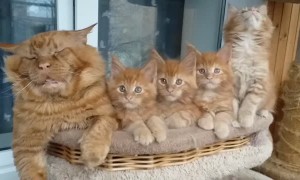 Elder Maine Coon Passed Out with His Children