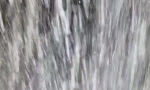 Malinois Dragging Stick Covers Owner in Snow