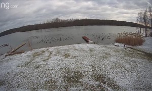How to Remove a Large Gaggle of Geese From Yard