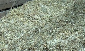 Pig Takes Considerable Coaxing to Leave Bed