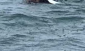 Bald Eagle Catches Fish Too Big For Flight