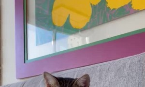 Cat Resemble Her Favourite Character