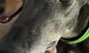 Greyhound Chatters Teeth in Excitement