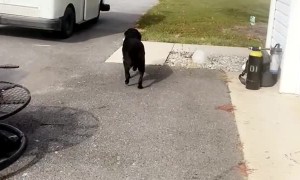 Dog LOVES Postal Worker